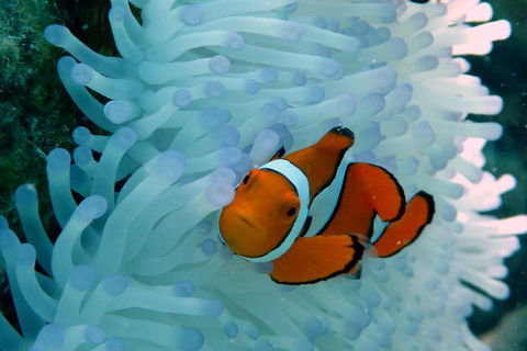 Seastar Luxury Outer Great Barrier Reef Island And Reef Tour From Cairns - Tourism Noosa 0