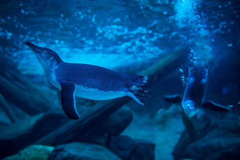 SEA LIFE Sunshine Coast Aquarium Entrance Ticket - Tourism Noosa 1