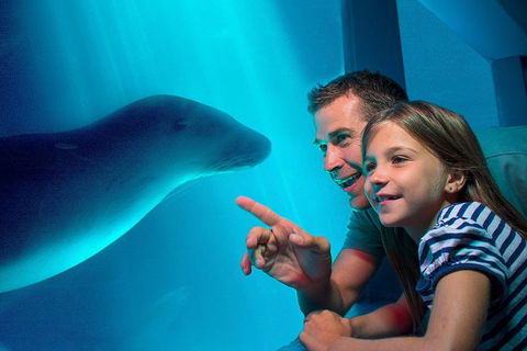 SEA LIFE Sunshine Coast Aquarium Entrance Ticket - Tourism Noosa 2