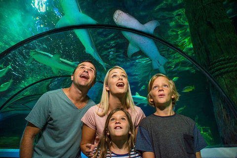SEA LIFE Sunshine Coast Aquarium Entrance Ticket - Tourism Noosa 3