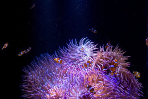 SEA LIFE Sunshine Coast Aquarium Entrance Ticket - Tourism Noosa 4