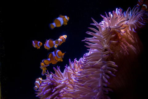 SEA LIFE Sunshine Coast Aquarium Entrance Ticket - Tourism Noosa 5