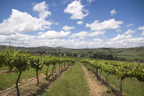 Hunter Valley Wine Tour From Sydney Incl Lunch, Cheese, Chocolate And Distillery - Tourism Noosa 0