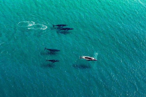 25-30 Minute Newcastle & Macquarie Helicopter Shared Flight - Tourism Noosa 4