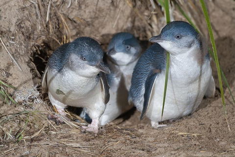 Great Ocean Road & Phillip Island - 3 Days, 2 Nights - Tourism Noosa 2