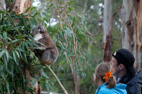 Great Ocean Road & Phillip Island - 3 Days, 2 Nights - Tourism Noosa 4