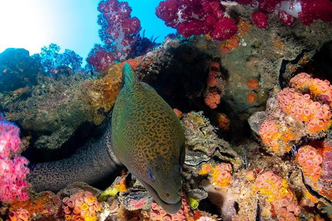 Scuba Dive The S.S. Yongala Wreck On The Great Barrier Reef. - Tourism Noosa 1