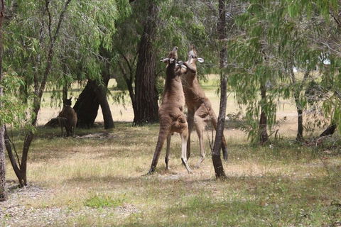 Margaret River Coastal And Wildlife Eco Trip From Busselton Or Dunsborough - Tourism Noosa 1