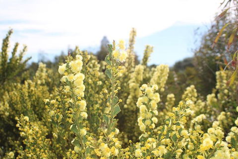 Margaret River Coastal And Wildlife Eco Trip From Busselton Or Dunsborough - Tourism Noosa 4
